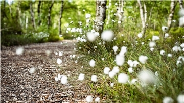 Der Hochmoor-Erlebnispfad in Flögeln hat zu jeder Jahreszeit viel zu bieten.