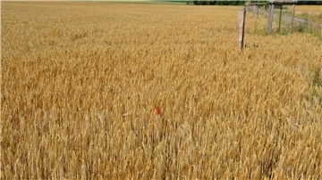 Der Holzpflock mit rotem Kopf markiert die Grenze zwischen Acker und öffentlichem Grund. Die Eichenpfähle markieren die Grenze des Vorgewendes. Nicht zu übersehen. Und doch ist der Wegrandstreifen nahezu vollständig widerrechtlich bestellt worden.