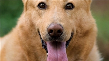 Hund Boomer