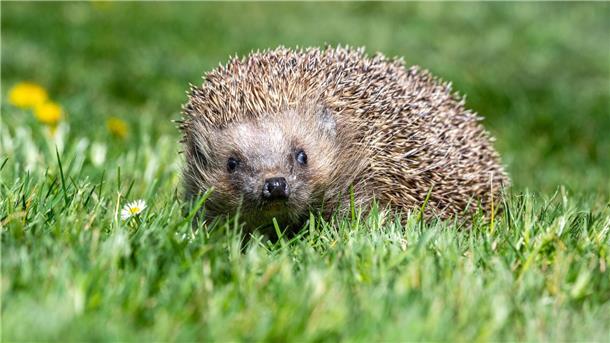 Der Igel konnte entkommen. (Symbolbild)