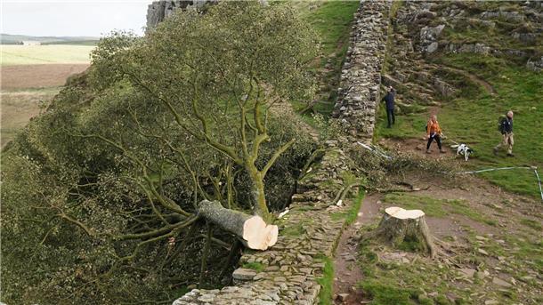 Baum der Nation - ein Land trauert um ein gefälltes Symbol Der illegal gefällte Berg-Ahorn-Baum („Sycamore Tree“) am Hadrianswall in Northumberland. Der Vorfall hatte in Großbritannien große Betroffenheit ausgelöst.