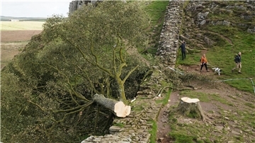 Der illegal gefällte Berg-Ahorn-Baum („Sycamore Tree“) am Hadrianswall in Northumberland. Der Vorfall hatte in Großbritannien große Betroffenheit ausgelöst.