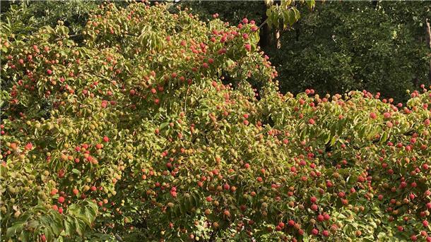  Blumenhartriegel 