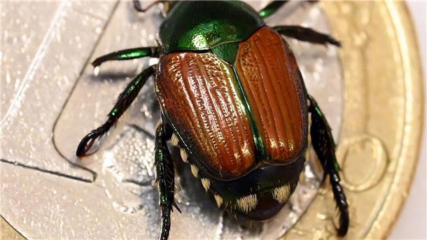 Der Japankäfer ist eine invasive Art mit enormem Schadpotenzial. Nach Funden in Basel ist man in Baden-Württemberg alarmiert.