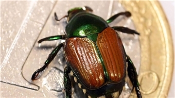 Der Japankäfer ist eine invasive Art mit enormem Schadpotenzial. Nun wurden einzelne Tiere in Baden-Württemberg gefunden. (Archivbild)