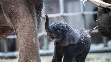 Der junge Elefantenbulle Tsavo aus dem Wuppertaler Zoo wurde eingeschläfert.