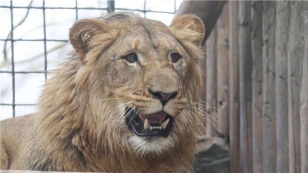 Alles in Ruhe kennenlernen Der junge Löwe Bahati wohnt nun im Tierpark in Gera.