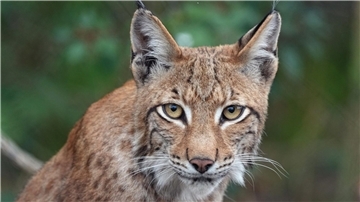 Der junge Luchs Ludwig sitzt im Wildpark Schorfheide im Wald.