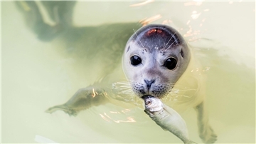 Der junge Seehund Ouzo schwimmt mit einem Fisch im Maul durch ein Becken der Seehundstation in Norddeich.