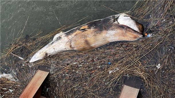 Der Kadaver eines vermutlich jungen Buckelwals wurde nahe der Baustelle der Liegeplätze entdeckt. Das Veterinäramt untersucht den Vorfall.