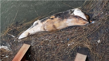Der Kadaver eines vermutlich jungen Buckelwals wurde nahe der Baustelle der Liegeplätze entdeckt. Das Veterinäramt untersucht den Vorfall.