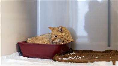 Der Kater „Sunshine“ liegt in einer Plastikschale auf der Katzenquarantäne-Station im Tierheim Burgdorf.
