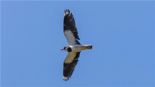 Luftakrobat mit Seltenheitswert: Kiebitz „Vogel des Jahres“ Der Kiebitz ist auf der Unterseite weiß, auf der Oberseite dunkel und schimmert metallisch Grün und Violett.