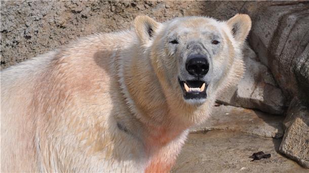 Der kinderlose Herbert war auch ohne Nachwuchs ein Star. Nach seinem Tod begann mit Nachfolger Lloyd die aktuelle Erfolgsgeschichte im Zoo am Meer.
