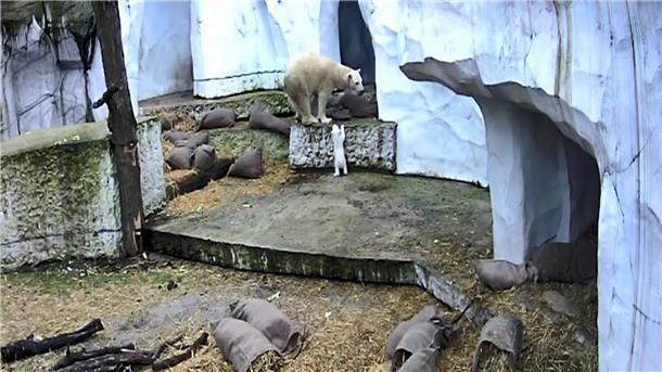 Es ist ein Junge - Eisbärenbaby ist gesund und stark Der kleine Bär erkundet seine Umwelt.
