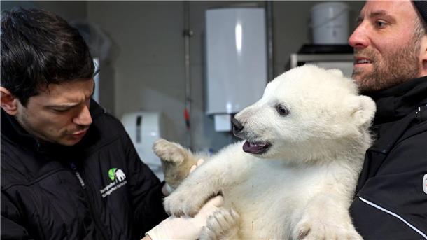 Es ist ein Junge - Eisbärenbaby ist gesund und stark Der kleine Eisbär erweist sich schon als bärenstark.