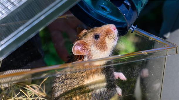 Vom Zoo auf die Felder Der kleine Feldhamster schnuppert schon die Luft der Freiheit.