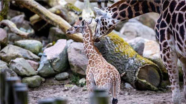 Giraffen-Baby auf Erkundungstour Der kleine Giraffen-Bulle Mojo erkundet mit seinem Vater Madiba das Gehege.