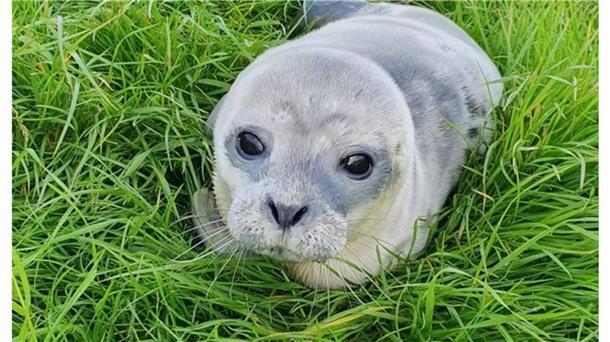 Der kleine Heuler ist vor einem Jahr in Bremerhaven gestrandet. 