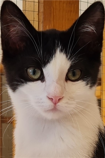Eine kleine Katze.