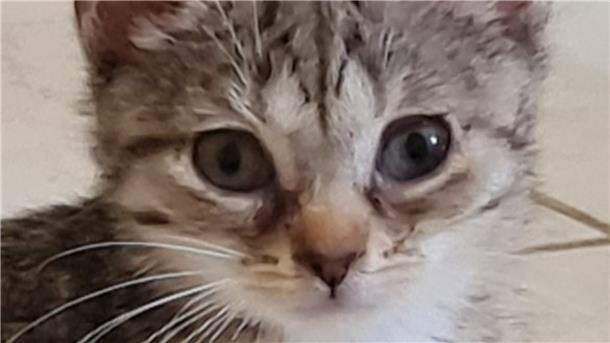 Der kleine Kater und seine Brüder suchen ein neues Zuhause.
