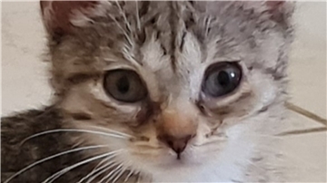 Der kleine Kater und seine Brüder suchen ein neues Zuhause.
