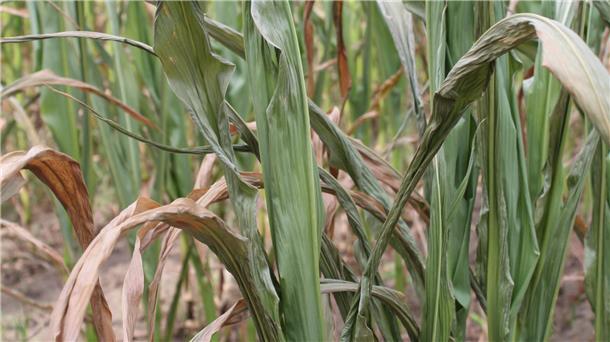 Ideen gesucht: Wie sollte man in der Wesermarsch mit dem Klimawandel umgehen? Das Foto zeigt verdorrte Maispflanzen auf einem Feld.