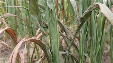 Das Foto zeigt verdorrte Maispflanzen auf einem Feld.