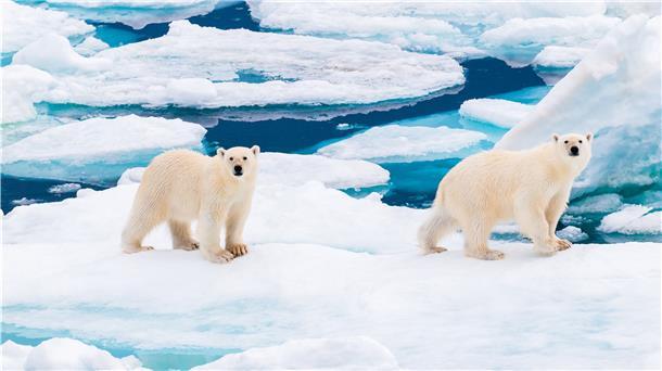 Der Klimawandel macht den Eisbären in der Arktis sehr zu schaffen. Am weltweiten Tag des Eisbären soll daran erinnert werden.