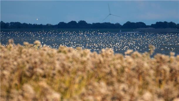 Der Knutt steht in diesem Jahr besonders im Fokus der Zugvogeltage. (Archivbild)