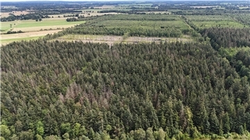 Wald