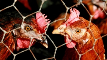 Vogelgrippe: Aufstallpflicht ab Freitag im Landkreis Rotenburg Geflügel.