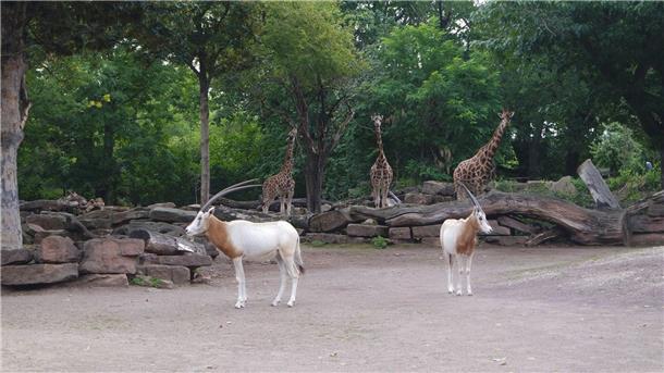 Säbelantilopen als neue Attraktion im Magdeburger Zoo Der Magdeburger Zoo ist um eine Attraktion reicher. Zwei Säbelantilopen sind neu im Tierbestand.