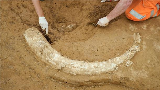 Mammutzahn auf Suedlink-Baustelle entdeckt Der Mammutzahn ist etwa 1,20 Meter lang.