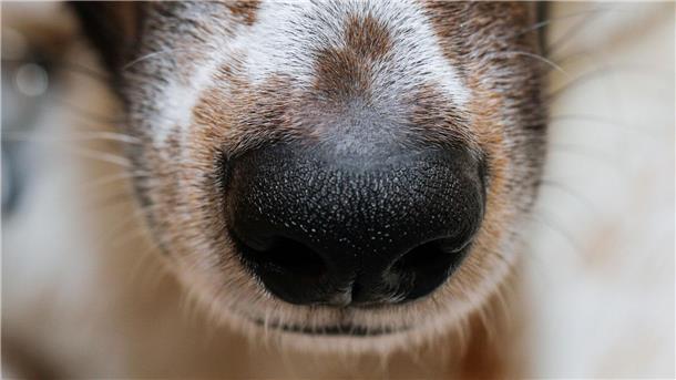 Hund und Mensch: War die Hundenase ein verbindendes Element? Der Mensch hat sich die phänomenale Hunde-Spürnase für die Jagd schon früh zunutze gemacht.