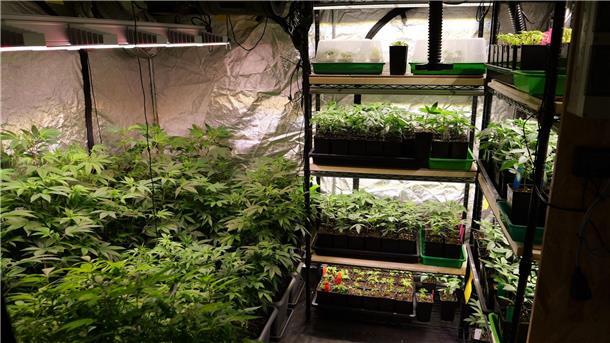 Erste Cannabis-Ernte - Kommunen sollen kontrollieren Der nach eigenen Angaben bundesweit erste Anbauverein hat mit der legalen Cannabis-Ernte begonnen. Etwa die Hälfte der 400 Pflanzen werden jetzt geerntet.