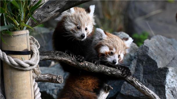 Zwillingsnachwuchs bei seltenen Kleinen Pandas in Hannover Der Nachwuchs erkundete erstmals sein Gehege.