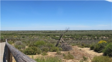 Der Nationalpark Doñana ist ein flaches, früher periodisch überschwemmtes Feuchtgebiet, das zum Meer hin von hohen Wanderdünen wie hier an der Cuesta Maneli begrenzt wird.