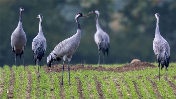 Warmer Herbst wirkt sich auf Tierwelt aus Der Naturschutzbund Deutschland (Nabu) beobachtet ein verändertes Zugverhalten bei Kranichen.
