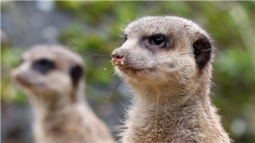 Der neue Familienclan besteht aus einem Weibchen und drei Männchen.