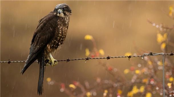 Der Neuseelandfalke wurde zum Vogel des Jahres seiner Heimat gewählt. 