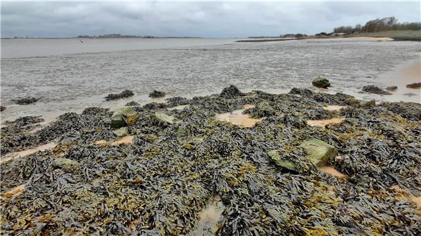 Der Nordenhamer Strand ist Teil des Lebensraums Nordsee geworden. Am Unionpier wächst Knotentang. Dahinter Watt. Dort wo einst in Flachwasserzonen der Lebensraum von Jungfischen war, fällt nun bei Ebbe alles trocken. In Folge dieser Entwicklung hat sich die Fischfauna an der Unterweser stark verändert.