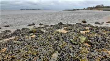 Der Nordenhamer Strand ist Teil des Lebensraums Nordsee geworden. Am Unionpier wächst Knotentang. Dahinter Watt. Dort wo einst in Flachwasserzonen der Lebensraum von Jungfischen war, fällt nun bei Ebbe alles trocken. In Folge dieser Entwicklung hat sich die Fischfauna an der Unterweser stark verändert.