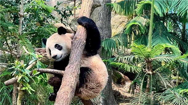 Der Panda „Le Le“ muss zurück nach China fliegen.