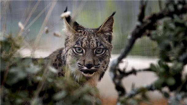 Der mit dem Backenbart: Es gibt wieder mehr Pardelluchse Der Pardelluchs konnte von der Weltnaturschutzunion von „stark gefährdet“ auf „gefährdet“ zurückgestuft werden.