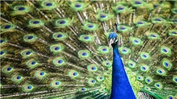 Ein Pfau zeigt sein Gefieder.