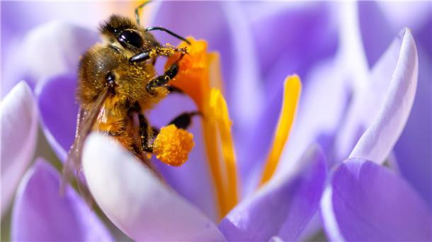 Sammeln mit Bauch und Beinen Der Pollen klebt an den Hinterbeinen der Biene.