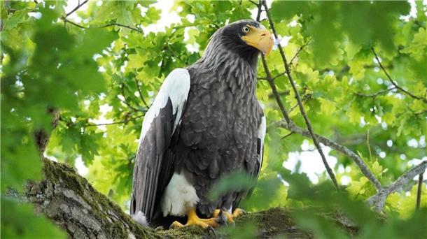 Der Riesenseeadler kann eine Flügelspannweite von bis zu 2,80 Metern erreichen.