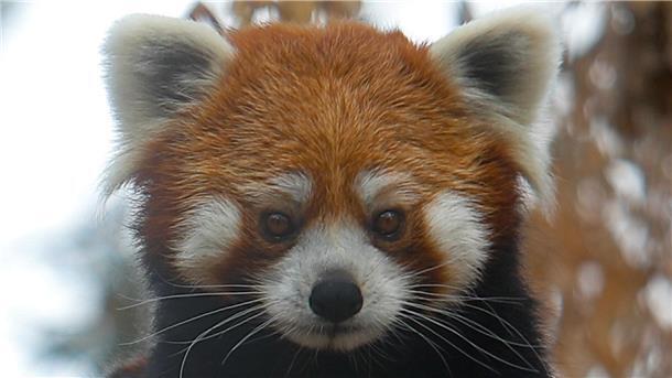 Panda im Gepäck: Tiere am Flughafen Bangkok konfisziert Der Rote Panda wird auch Katzenbär genannt (Symbolbild).