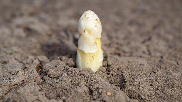 Das bleiche Gemüse ist wieder da: Diese Spargel-Mythen und Fakten müssen Sie kennen Der Ruf als potenzielles Aphrodisiakum ist Experten zufolge wohl vor allem auf das phallusähnliche Aussehen zurückzuführen.